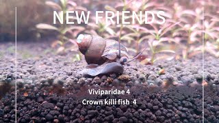 [NEW FRIENDS] The best moss removal biological weapon, Korean snail