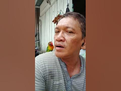 funny bird - YouTube