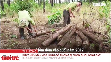 Phát hiện gần 400 lóng gỗ thông bị chôn dưới lòng đất