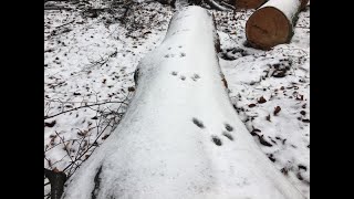 Tom Dekker Sporen In De Sneeuw