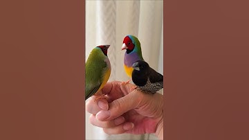 Colorful Java Finch | Beautiful Exotic Bird" #trending #birds #finch #java #shorts