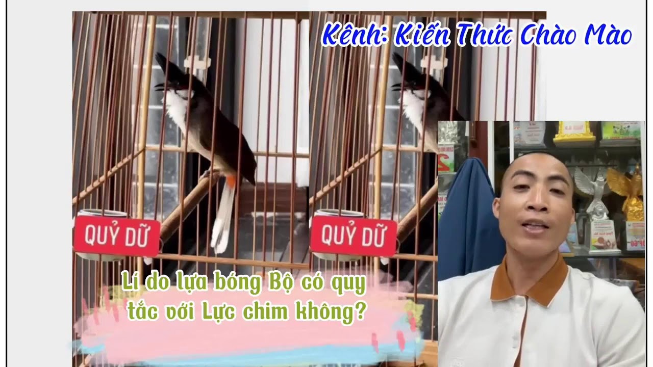 Chim như thế nào mới đi thi được, chăm chim bổi lên thế nào?