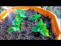 How to grow Petunia ,Grow Petunia Cuttings Faster Using this Techniques and get 100% Success