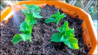 How to grow Petunia ,Grow Petunia Cuttings Faster Using this Techniques and get 100% Success