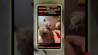 Why These Chicks Ignore Easy Food! 🐣 #Nature #Science #Birds
