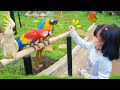 Yuk kasih makan burung macaw  kakatua di taman burung  bermain bersama burung