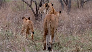 Download Lagu Lost Cub Back with Pride! (Nharus) MP3 Download Lagu Lost Cub Back with Pride! (Nharus) MP3