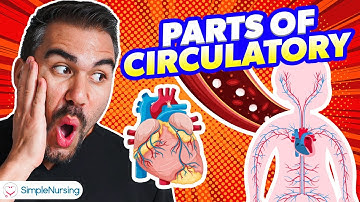 Mastering the Intricate Parts of the Circulatory System