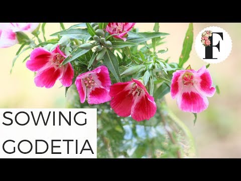 Video: Kas yra Godetijos augalas: sužinokite apie Clarkia gėles sode