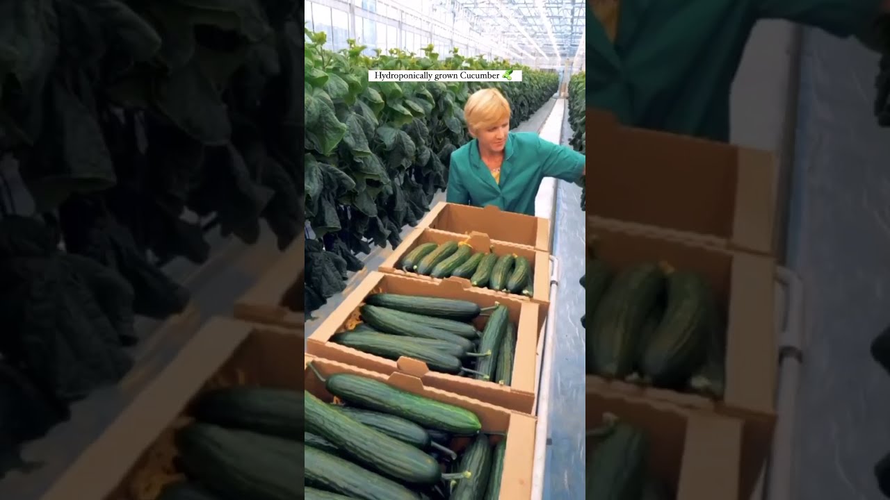 Jaw-Dropping Fresh Hydroponic Asian Cucumber Harvest - Must Watch to Believe!