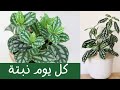 كل يوم نبتة الحلقة 19 نبات الألومنيوم       