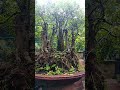 mai chuan thuy #bonsai #caytrong #caycanh  #cayantrai