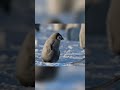 penguins in da wild