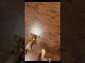 #YouTube #shorts #funny #video #shortvideo #short #love #entertainment #sorts #funny