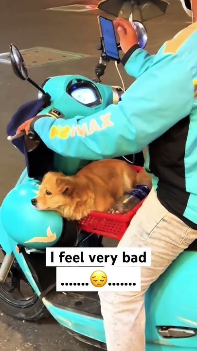 I Feel Very Bad cute dog funny nicorobin puppy viral dog i-feel-very-bad-cute-dog-funny-nicorobin-puppy-viral-dog