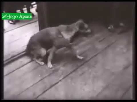 მხ. ფ. \"ძაღლი\" (გადადი ბადრია, ეზოდან!)