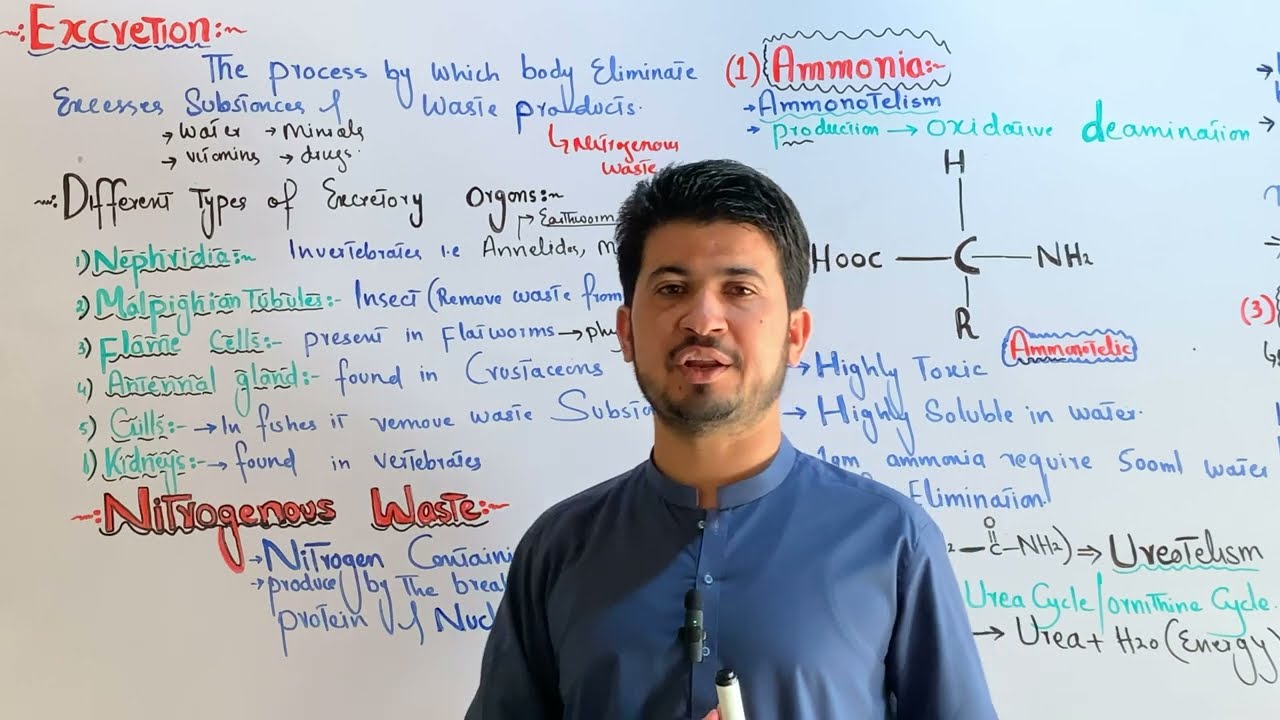 Excretion and nitrogenous waste class 12| Ammonia| Urea| Uric acid| MDCAT Biology|