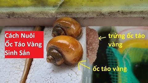 Cách Nuôi Ốc Táo Vàng Sinh Sản  | Tuấn Cá Cảnh
