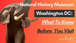 Natural History Museum Washington DC: Parking, Food, Hours, \& Exhibits! Everything you need to know