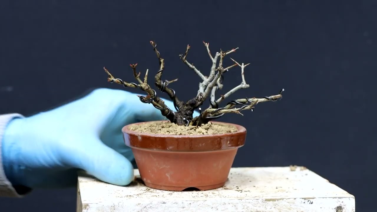 GRANADO NEJIKAN, separación de acodo