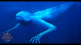 THE NINGEN - real or fake?