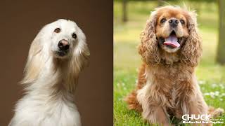 Afghan Spaniel