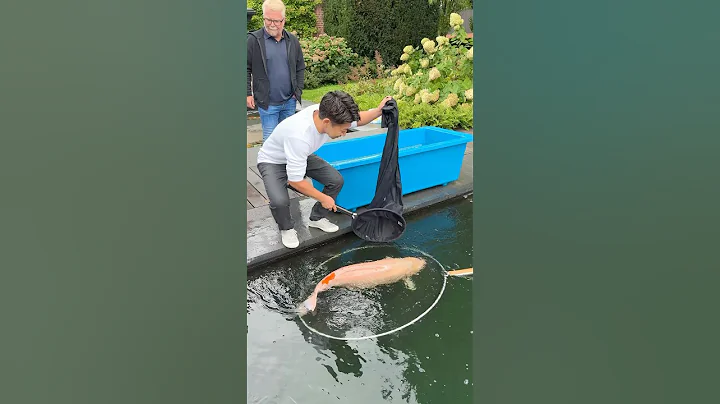 Shocking! Biggest Koi Fish Ever (108 cm) 🤯 #koi #fish #koifish #japanesekoi #pondfish