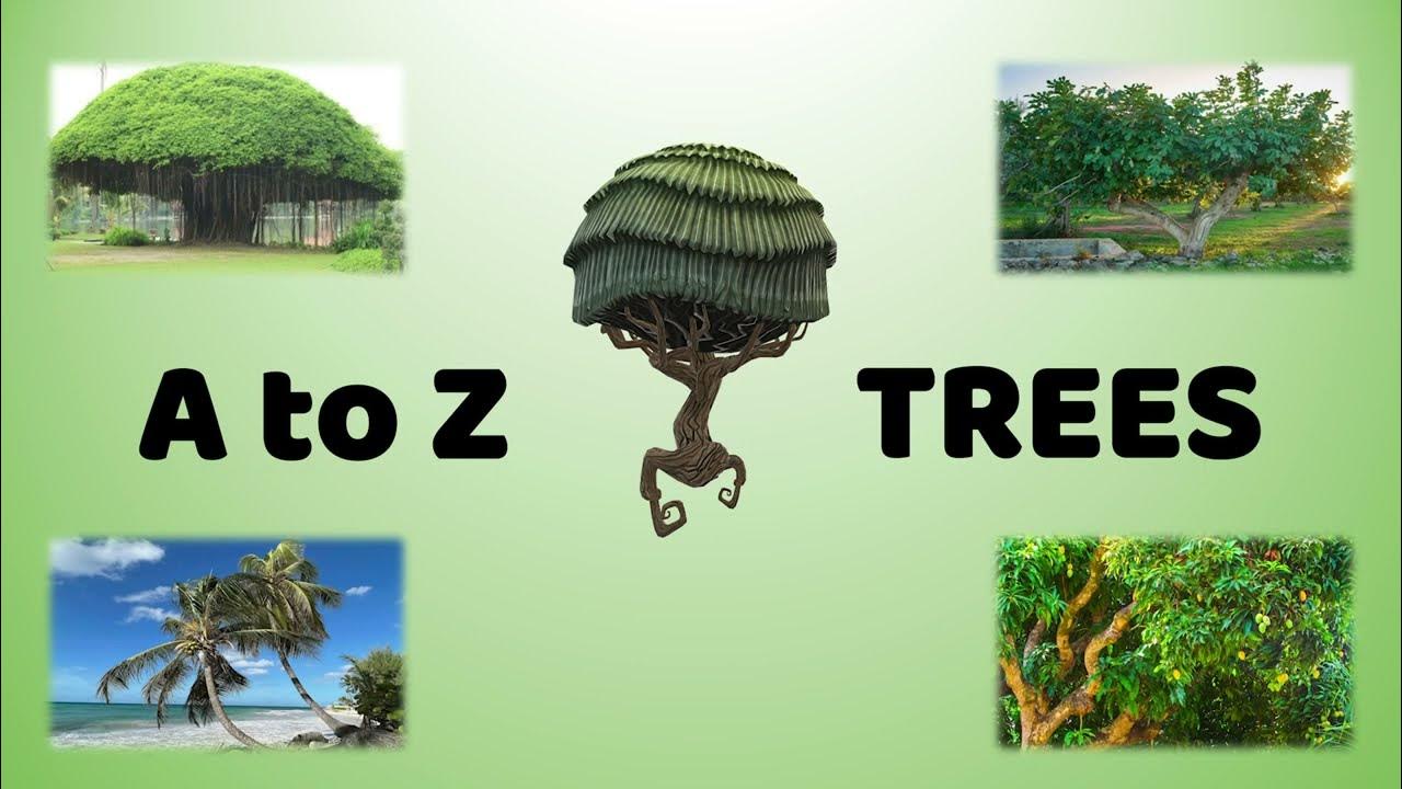 A to Z tree names around the world For kids Tree names Different trees around the world
