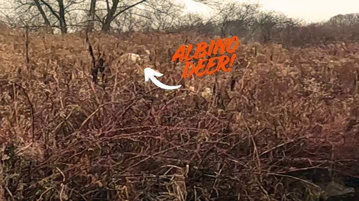 Trapping season 2025 | Muskrats, Raccoons, & Albino Deer! #trapping #fur #wildlife