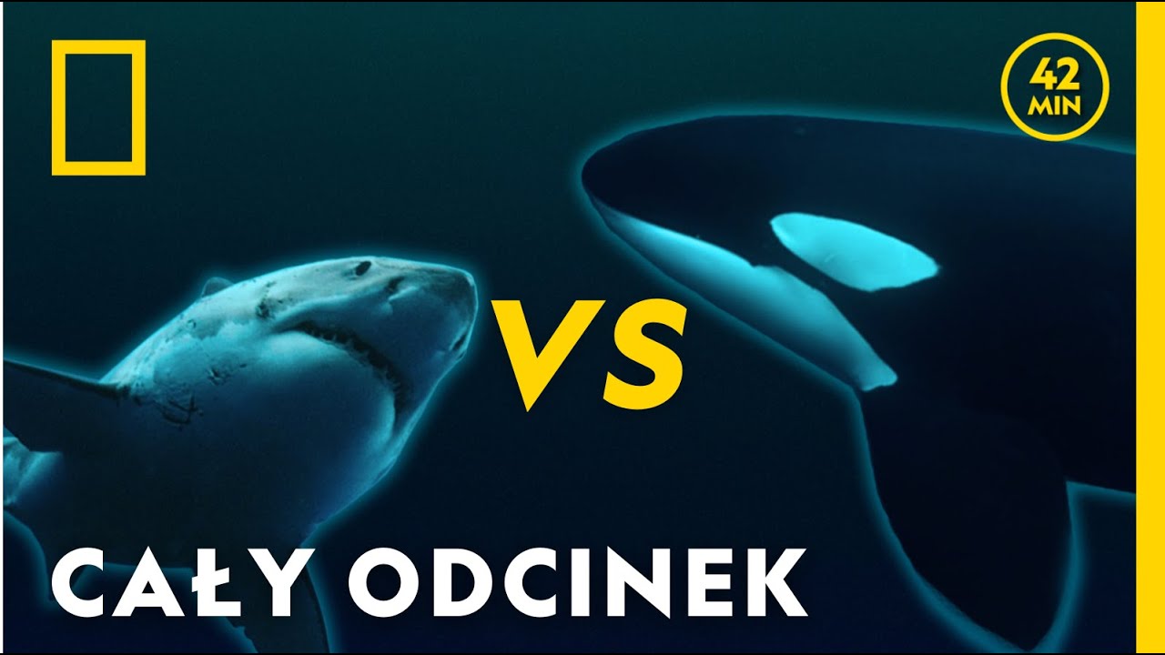 Rekin kontra orka - zaskakujące śledztwo badaczy [CAŁY ODCINEK]