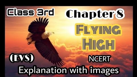 Class 3rd EVS | Chapter 8 | Flying High | NCERT | Explanation with images🤗🤗