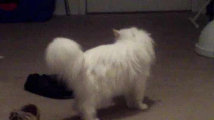 Video 11300331: doll face persian