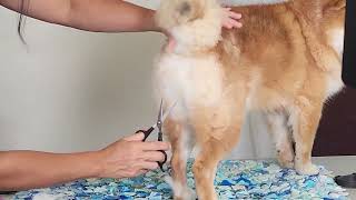 How To Trim Your Long-Haired, Woolly Shiba! by My First Shiba 293 views 2 months ago 3 minutes, 3 seconds