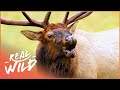 Colorado's Vast Rocky Mountain Animal Kingdom [4K] | Expeditions With Patrick McMillan | Real Wild