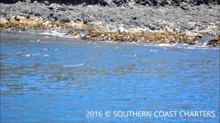 Fur Seals Playing at Lady Julia Percy Island in Victoria