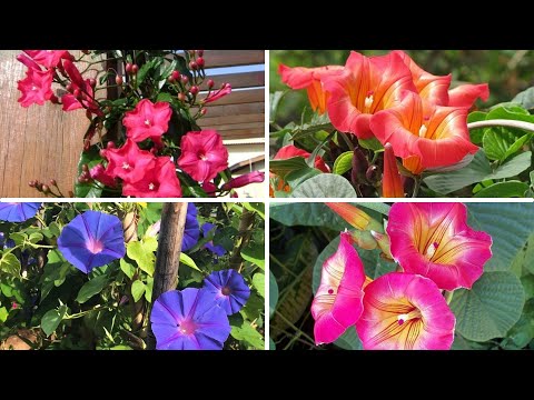 Vídeo: Ipoméia Roxa (31 Fotos): Plantando E Cuidando De Uma Flor, Variedades 