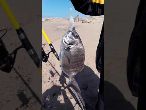 الصيد في بوجدور