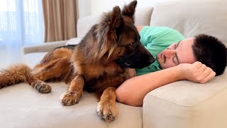 German Shepherd loves to be on the sofa with its Human Dad