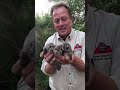 Animal Experts Inc in Tucson rescuing & relocating a bobcat and her newborn kittens