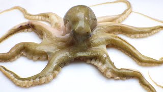 Stop Motion ASMR - Mukbang Octopus Pollicipes Primitive Cooking mitella IRL Recipe 4K Cuckoo