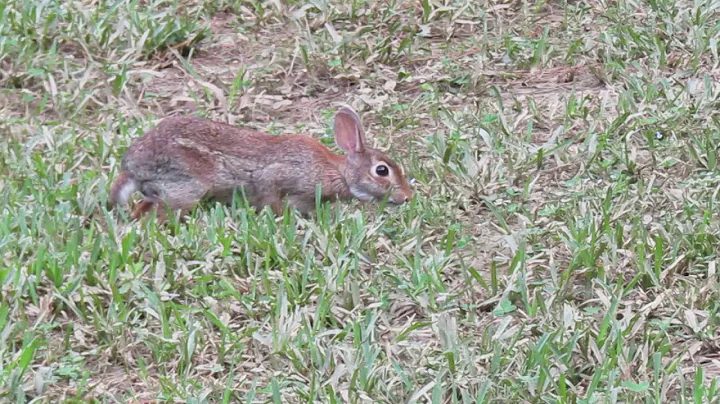 Rabbit at the Japanese Gardens