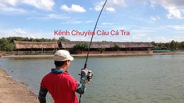 Fishing  |  Cảm Giác Cá Tra Bò Khủng  |  Hồ Cánh Đồng Sen!!!
