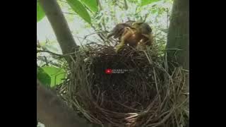 Anak burung kadarsih..
