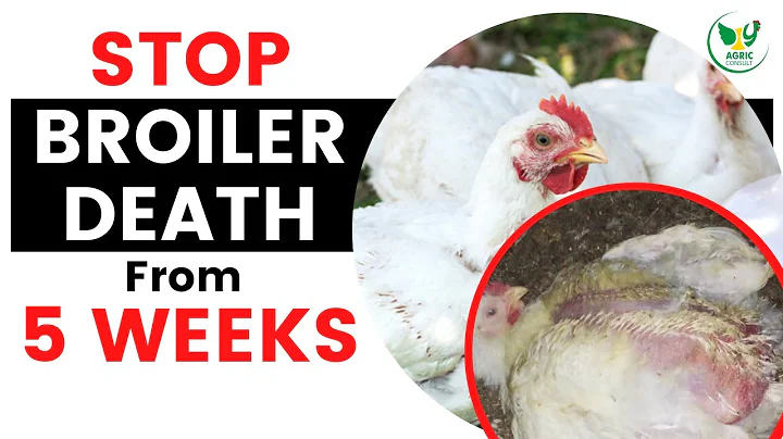 Why Broilers Die After 4 Weeks - How to Stop it on Your Chicken Farm