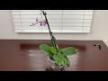 How To Make Orchids To Have New Babaies, Roots, Leaves and Bloom In 55 Days