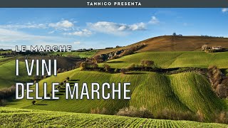 I vini delle Marche | Tannico Flying School
