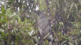 Grey Currawong
