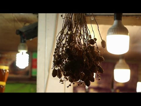 دلیل افزایش قیمت خرما از مبدا تا بازار مصرف در ایران چیست