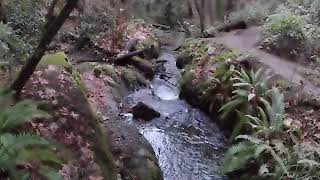 Trail walking with the Wolfang GA420 set to the highest setting (no stabilization). by Curious Bo 75 views 3 months ago 7 minutes, 58 seconds