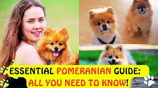 Top Pomeranian Facts: Uncovering the Secrets of This Popular Breed |Facts, Care Tips #pomeranian
